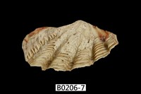 藏品(長硨磲蛤)的圖片